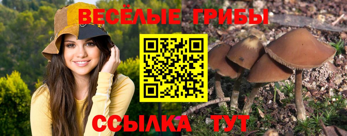 Псилоцибиновые грибы Psilocybe Сухой Лог